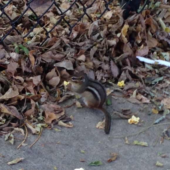 Meet your Posher, Clarissa - Picture 1 of 1